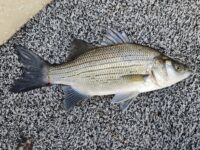 Lower St. Croix River has several regulation updates ahead of 2025 fishing opener