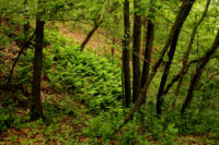 Afton State Park phenology, May 16 to 22