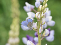 Wisconsin DNR seeks volunteers for Karner Blue butterfly monitoring