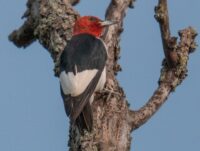 Woodpecker year at Wild River State Park