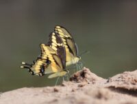 Humans are killing helpful insects in hundreds of ways − simple steps can reduce the harm