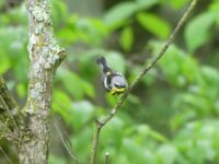 Birding with Brian: Dozens of species sighted on morning walk with enthusiastic and experienced guide