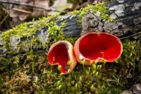 Afton State Park phenology, May 2 to May 8