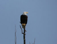Wisconsin DNR celebrates 85 years of bald eagle protection and National Eagle Day