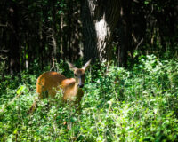 Afton State Park phenology June 20 to 26