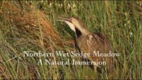 American Bittern and the Northern Wet Sedge Meadow – A Natural Immersion Film