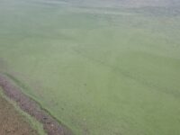 washington county algae