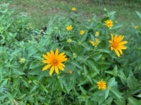 Afton State Park phenology, July 11 to 17
