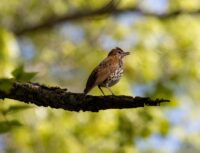 Windows are the No. 1 human threat to birds – an ecologist shares some simple steps to reduce collisions