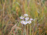Afton State Park phenology September 12 to 18