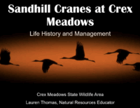 Live! from North Woods and Waters launches season with “All About Sandhill Cranes”