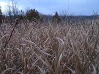 Afton State Park phenology, November 7 to November 20