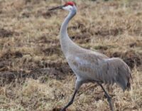 The surprising recovery of once-rare birds