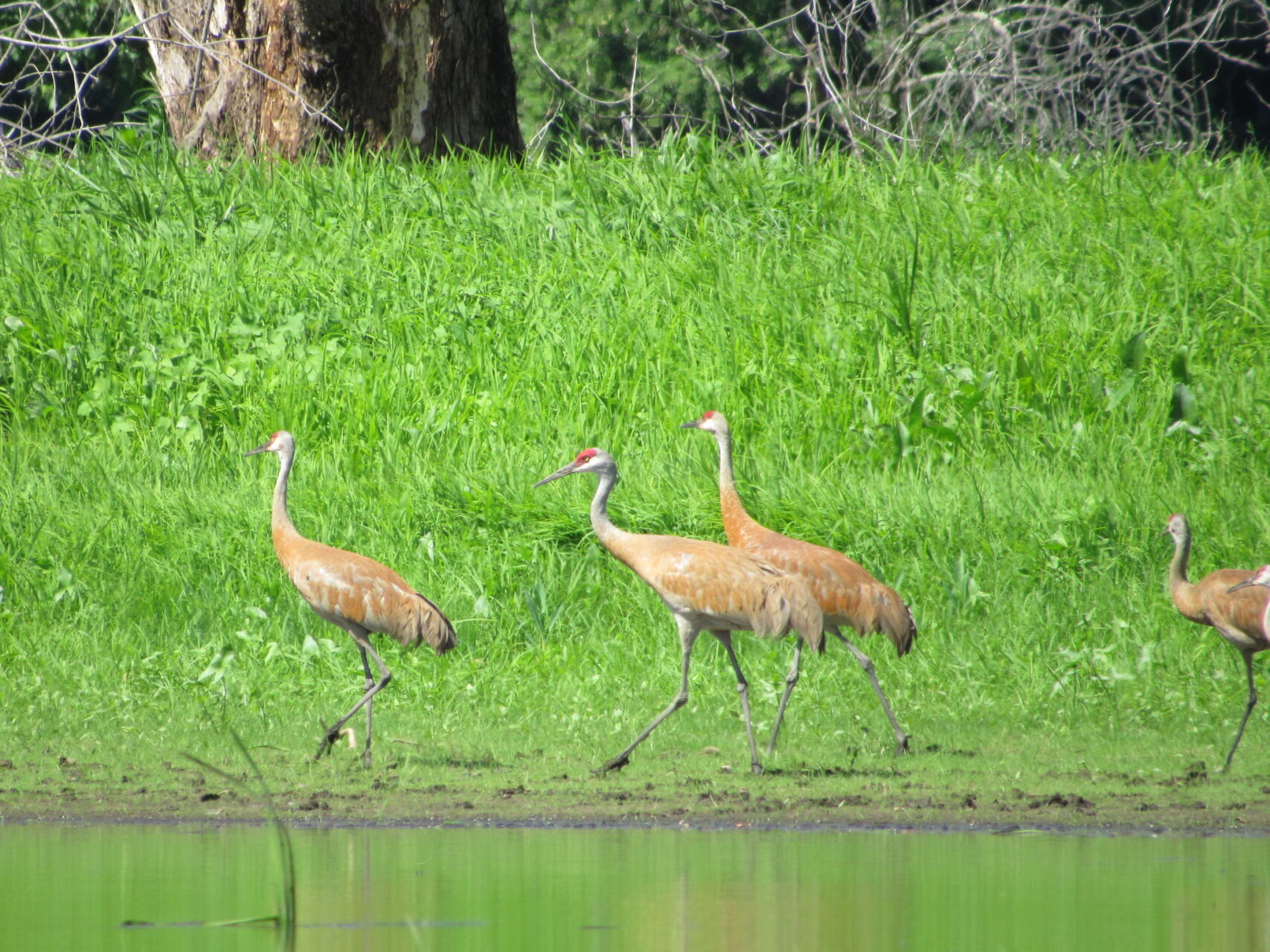 It’s not every day that you see a 4-foot-tall bird, but it’s happening more often.