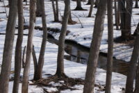 Afton State Park phenology, January 2 to 15