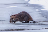 Wisconsin DNR seeking public input on beaver management