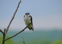 Grants available for St. Croix Valley bird habitat projects