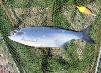 Minnesota DNR proposes harvest limits for native rough fish