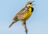 Bird losses are accelerating across North America, particularly in farming regions where agriculture is most intensive