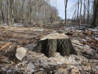 Watchdog group questions Minnesota’s sustainable forestry certification