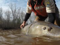 Lawsuit launched to secure endangered species protection for lake sturgeon