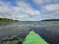 No tern-ing back: Exploring the Gordon Flowage and visiting the creatures that call it home