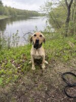 Good dog: K-9 team catch zebra mussels at St. Croix River boat landing on first day of work