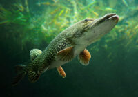 Minnesota DNR reports heightened fish mortality during prolonged heat