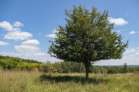 Afton State Park phenology, August 21 to 27 53092021764_8afeed9bb8_k