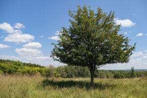 Afton State Park phenology, August 21 to 27