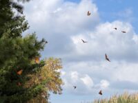 St. Croix Valley Foundation awards record $442,200 in environmental grants