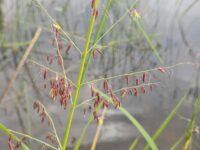 Wisconsin DNR encourages harvesters and hunters to stay safe and protect vulnerable wild rice beds