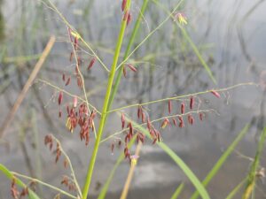 Wisconsin DNR encourages harvesters and hunters to stay safe and protect vulnerable wild rice beds