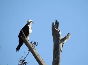 Land donation on Yellow River keeps habitat intact and preserves water quality