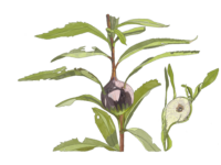 Field Notes: Gall fly or magic wand?