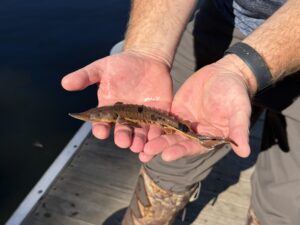 Video: Tribe releases lake sturgeon in St. Croix River tributary